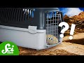 Pet Rocks and the April Fool's Special