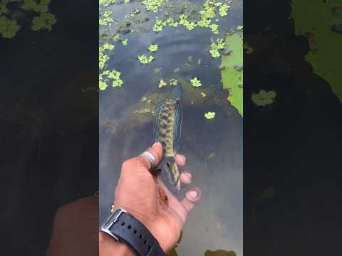 এতো বড়ো মাছটাকে আজ আমি কেন ছেড়ে দিলাম🐟😥(679) bangla mach dhora video #snakeheadfish