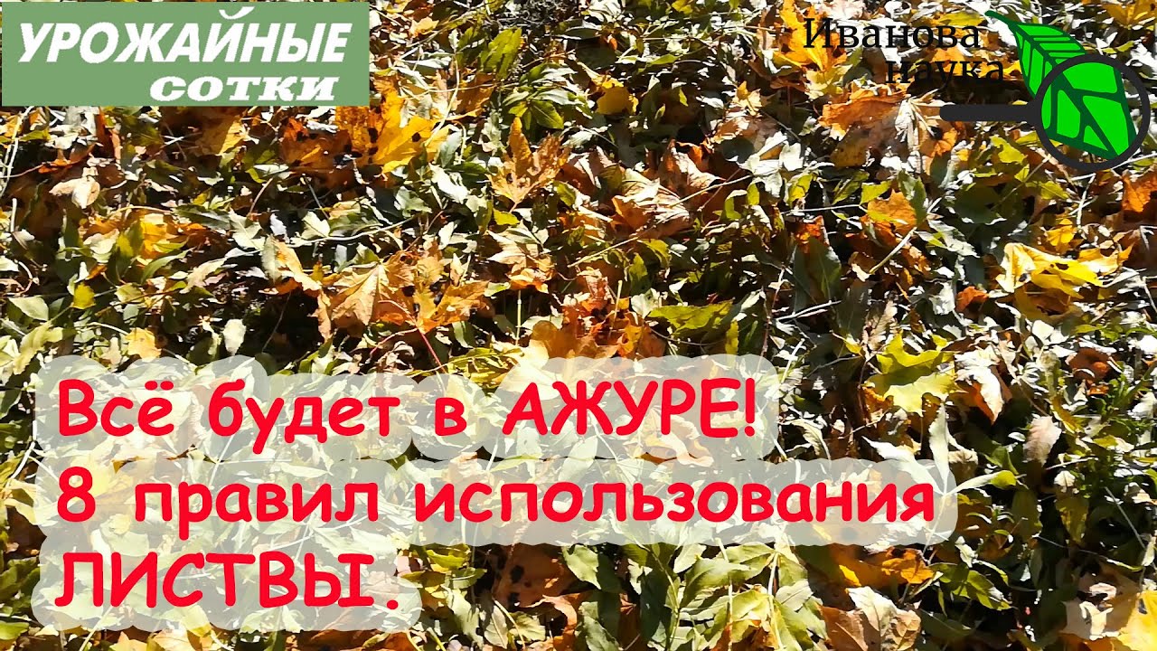 8 правил для безопасного и толкового использования листового опада. Клещи, болезни и вредители