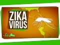 Understanding the Zika Virus