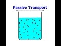 Exploring Passive Transport Mechanisms