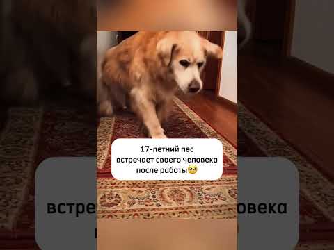 Вот она любовь на все времена❤️🐾