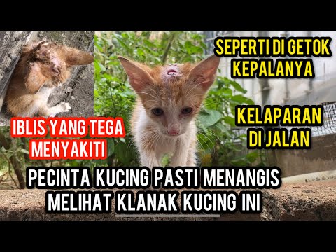 Astagfirullah Anak Kucing Menangis Kepalanya Seperti Di Pukull Kelaparan Di Jalanan..‼️