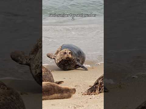 Seals galumphing #seal