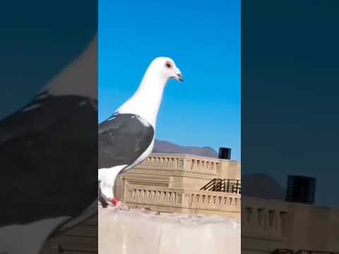 Kabootri ❤️💕❤️💕 #haryanvisong #newsong #dance #haryanvi #pigeon #viral #kabootarba #kabutar #birds
