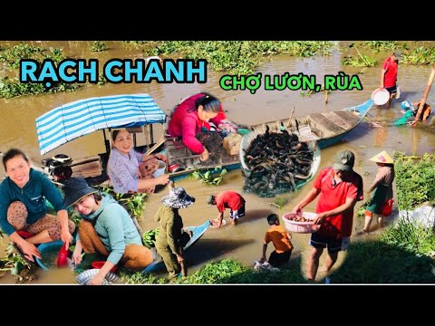 ĐỘC ĐÁO "CHỢ TRỜI" BÁN ĐẦY LƯƠN, RÙA, ẾCH, CÁ ĐỒNG... CHỢ RẠCH CHANH MÙA NƯỚC NỔI bà con QUÁ VUI