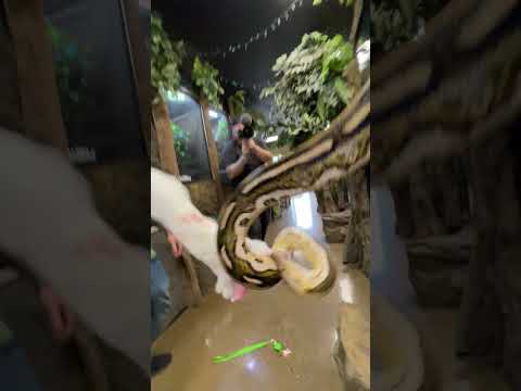 Giant Snake Grabs Bunny Out Of Hand The Legacy Aquarium Official GoFundMe Page_ https_//www.gofundme.com/f/brian-barczyks-legacy-aquariu