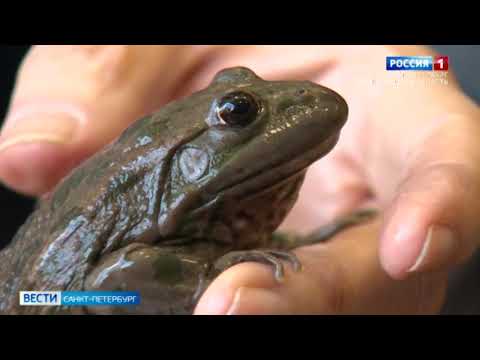 Чем лягушки заслужили особое уважение в Петербурге?