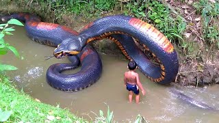 Massive Snake Discovery in the River – Nature’s Giant
