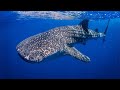 Connaissances sur le requin baleine