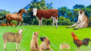Friendly Animals - Cows, Horses, Sheep, Dogs, Chickens, Cats, Monkeys - Animal Moments