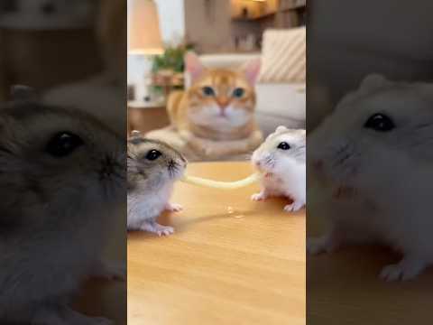 "TOO MUCH PDA!" Cat Covers Eyes During Hamster Kiss 🐱🙈💋🐹