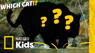 Which Wild Cat LOVES Water? 💦 🐆 Animal Facts for Kids I Nat Geo Kids