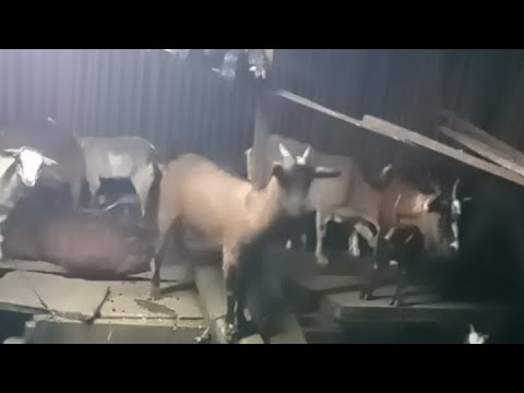 พันคำ punkham กำลังถ่ายทอดสด!