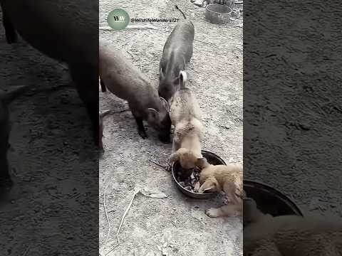 Puppies vs Pigs Over Food – What Happens Will Melt Your Heart!