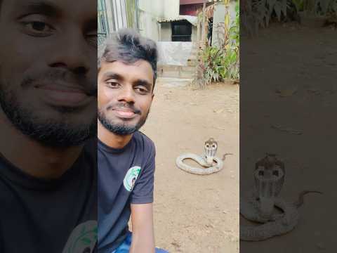 එයා හරි ලස්සන කෙනෙක් ❤️😍 #minisa #youtubeshorts #snake #srilanka #beautiful #animal