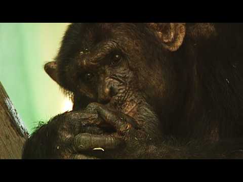 Monkey World’s New Leader (Animal Documentary)