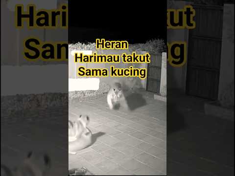 part 01)respek, Harimau takut sama kucing