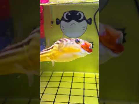 Poisonous Puffer Fish Meal ๐ก- Part 8