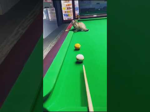 Gato jugando billar 🎱#cats #cat #shorts #shortsfeed #shortsviral