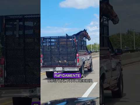 From fear of separation to glory on the racetrack with your owner #animals#Friendship #Us#horse