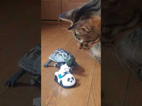 ミニカーで遊ぶ猫とスケボー亀【Cat and skateboard turtle playing together using mini cars】