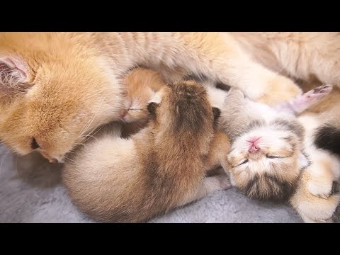 It's so cute how the kittens are sleeping all curled up next to mom cat