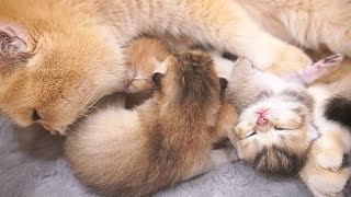 It's so cute how the kittens are sleeping all curled up next to mom cat