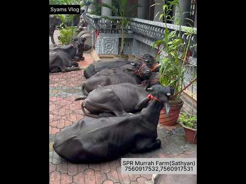140 രൂപയ്ക്കു കൊല്ലത്തു മുറാ പോത്തുകൾ Murrah farm in Kollam Spr Murrah farm