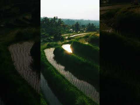 Green Stairways to Heaven | Jatiluwih Rice Terraces Bali in Stunning 4K