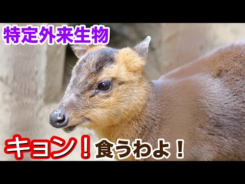 キョン！食うわよ！