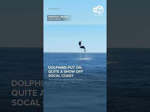 Dolphins put on show off Southern California coast