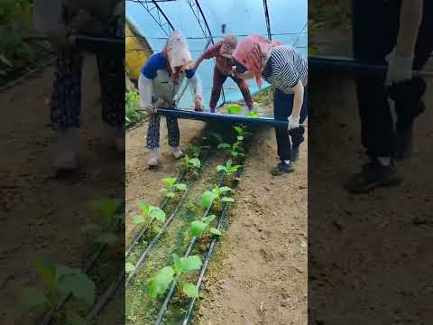 Why are holes formed in polythene #shortvideo