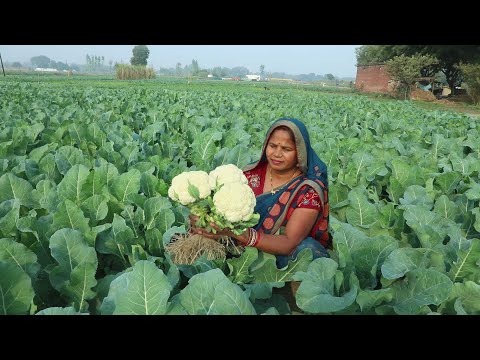 फूलगोभी की सब्जी के साथ रंग बिरंगी पूरी बनजाए तो उंगलिया चाट चाट कर खाऐ || Gobhi matar ki Sabji