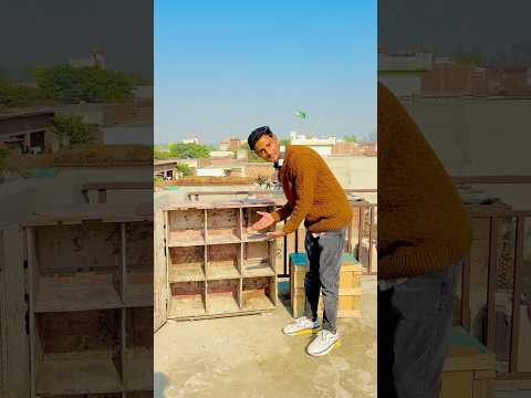 Kabutaron Ka Loft Saaf Kar Diya 🥰 #minivlog #shorts #ytshorts #kabootar #kabutarkivideo