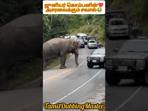 வாட் Bro திஸ் இஸ் ராங் Bro 😂ஜுனியர் கொம்பனின் சவால்#shortfeeds #comedy #elephantlove #elephant