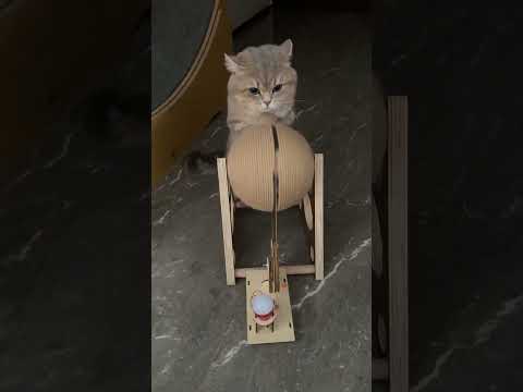 咪专注发电十几年了 我们酱酱可是第一个会发电的咪哦#猫咪 #funny #萌宠 #小咪会赶走你一天的疲惫 #爱运动的猫