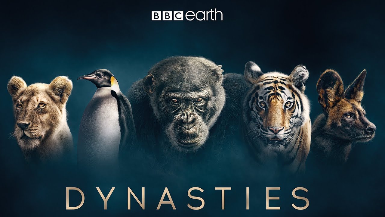 Dynasties: First Look Trailer New David Attenborough Series BBC Earth