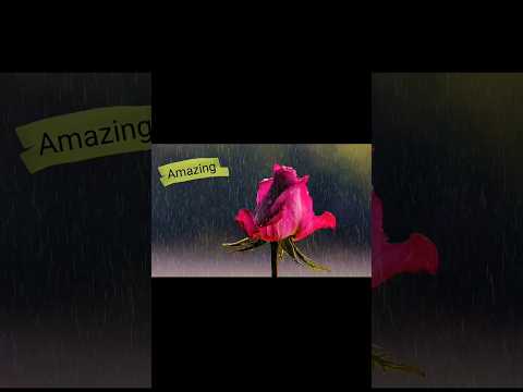 Rainy Rose🌹🌹🌹|Picture that relax your mind #youtubeshorts #viral #rose #creativedesignbyssd