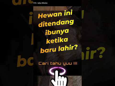 Hewan ini ditendang oleh ibunya ketika baru lahir, apa maksudnya ya?