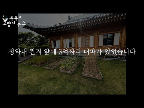 청와대에서 3억짜리 대파를 발견했습니다