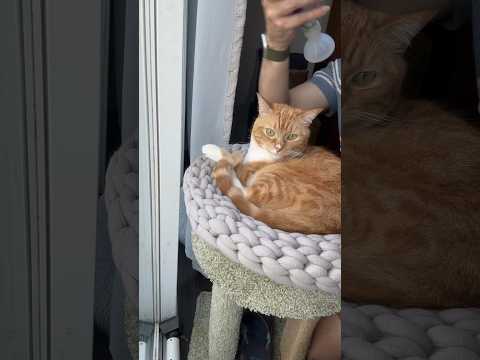 Monday Morning Inhaler Time! ๐ฑ๐จ Let's get this week started on a breath of fresh air! #catcare