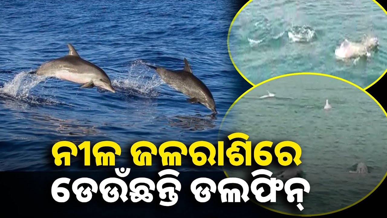 ଗହିରମଥା ଓ ଭିତରକନିକାରେ ବଢ଼ିଛି ଡଲଫିନଙ୍କ ସଂଖ୍ୟା, ଏମାନଙ୍କ ଏନ୍ତୁଡ଼ିଶାଳ ଭାବେ ଯୋଡି ହେଲା ନୂଆ ଫର୍ଦ୍ଦ