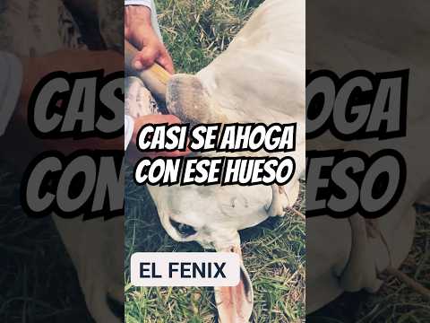 CASI SE AHOGA CON ESE HUESO #elmundodelcampo 😥😥😥