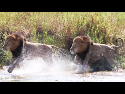 GIJIMA male chases the KAMBULA pride 🦁