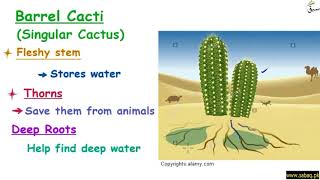 Adaptations of Barrel Cacti, Lotus and Pine Trees