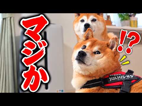 実家で柴犬9歳を祝ったら、時空超えました。
