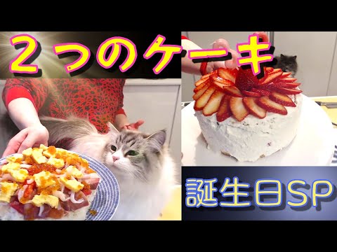 魚と苺で２つのケーキを作る【誕生日ＳＰ】