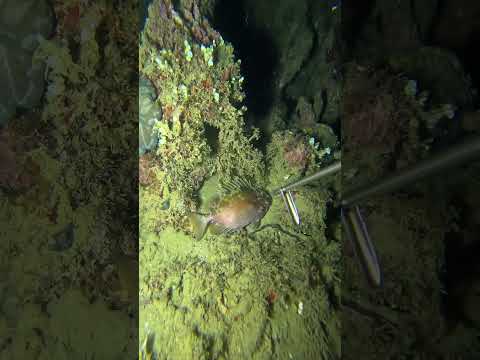 night spearfishing seafood hunt #swasinexplorer #fishing #spearfishing