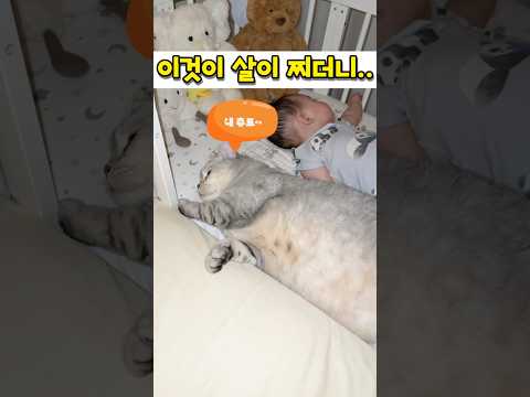 자는데 왜 때려? #고양이 #웃긴영상 #웃긴짤